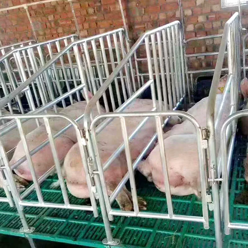 Hot dip galvanized pregnant sows leaking floor cage