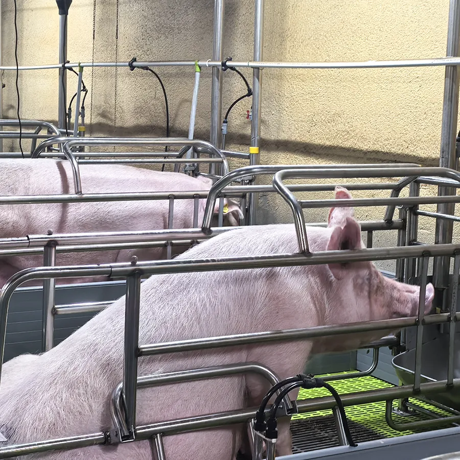 Stainless steel sow farrowing pen