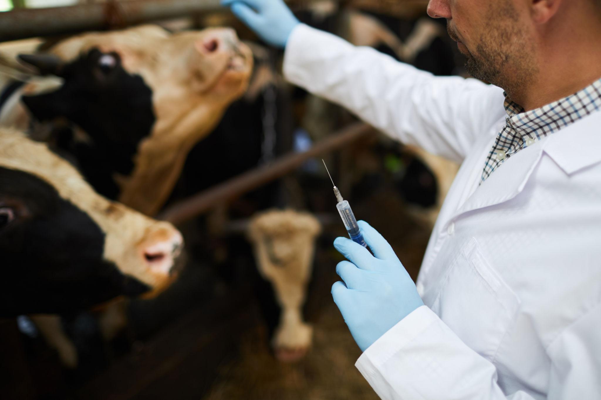 Why Veterinary Continuous Syringes Are Essential for Modern Livestock Farming